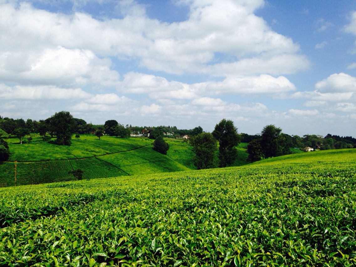 image of Limuru Tea Plantation Topography