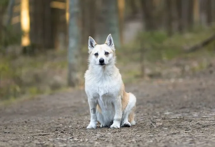 AI-powered pet photography editing and background enhancement