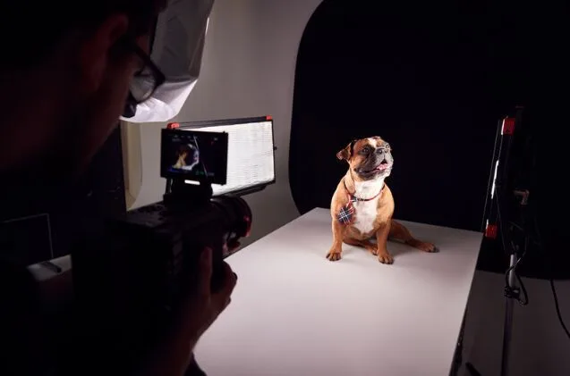 Pet photographer using treats and animal handling techniques during a studio session