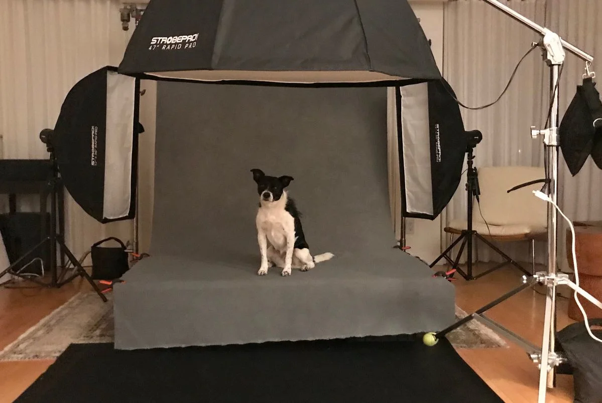 Professional pet photography equipment and studio lighting in Nairobi