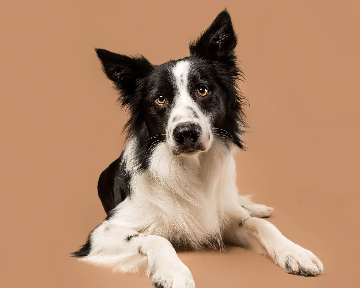 Commercial and lifestyle pet photography styles in Nairobi